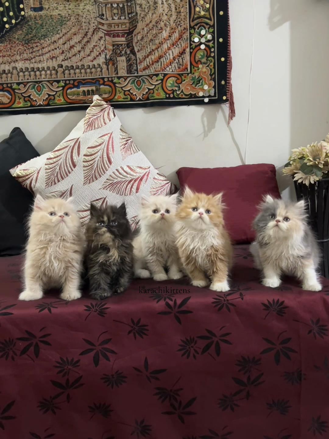 @karachikittens