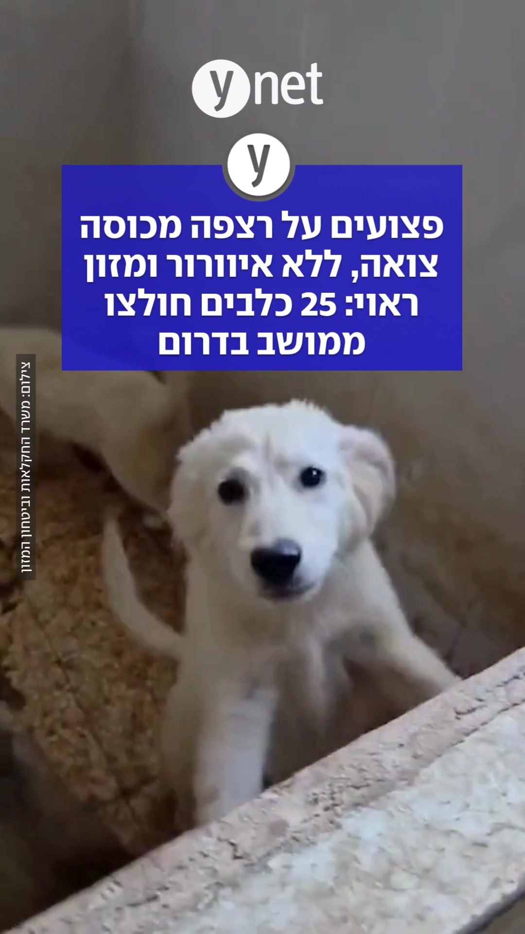 @ynet