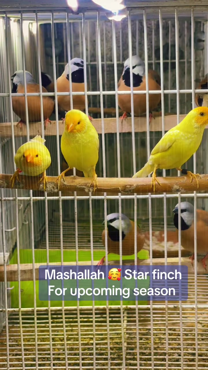 @Lala Aviary