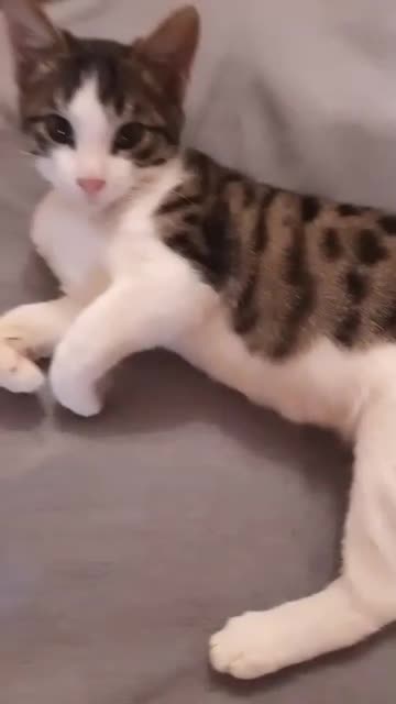 @🐾
