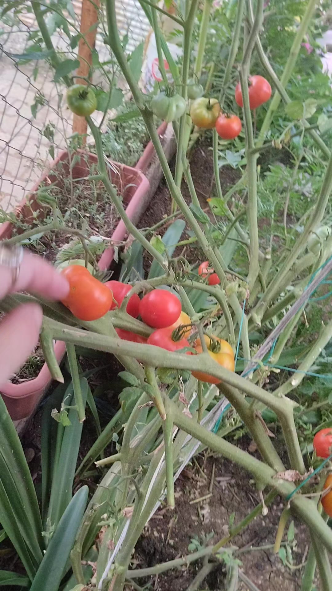 @🌼
