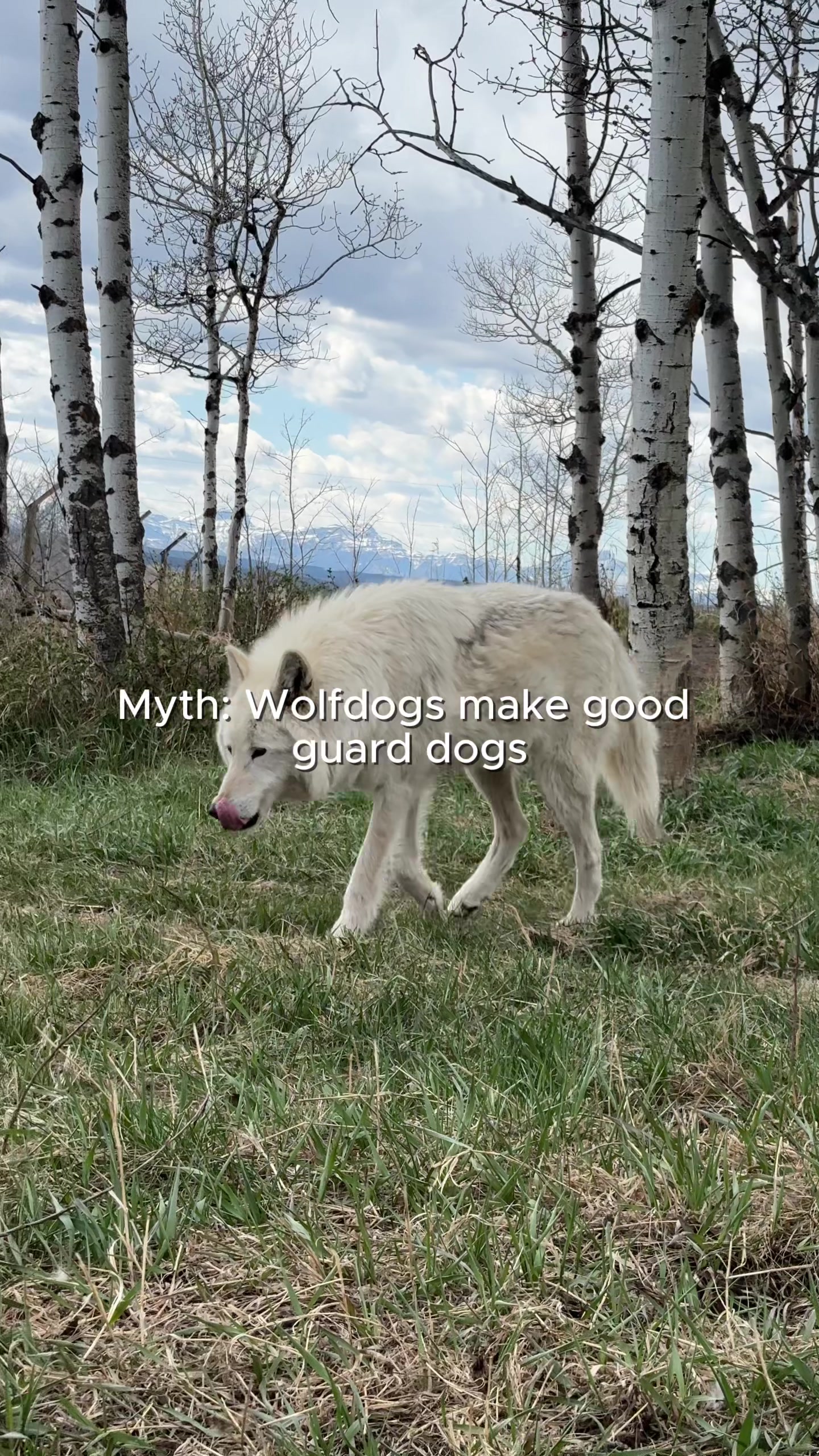 @Yamnuska Wolfdog Sanctuary