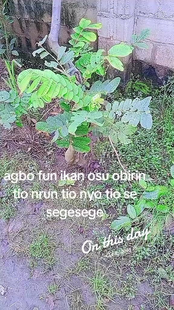 @oba ijinle ogbon agba