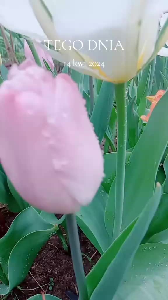 @MaGdaC