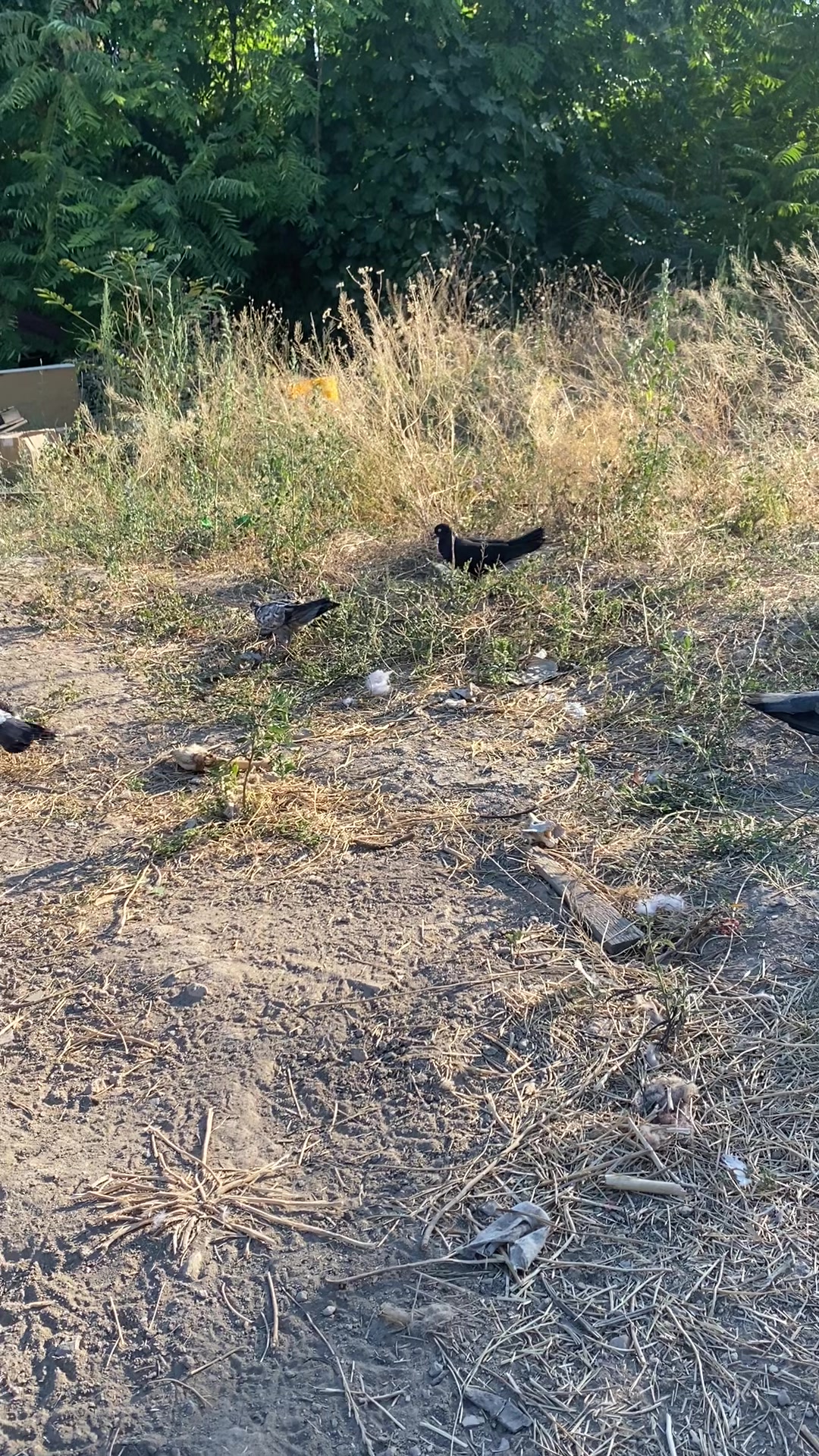 @Miro dolapçıları