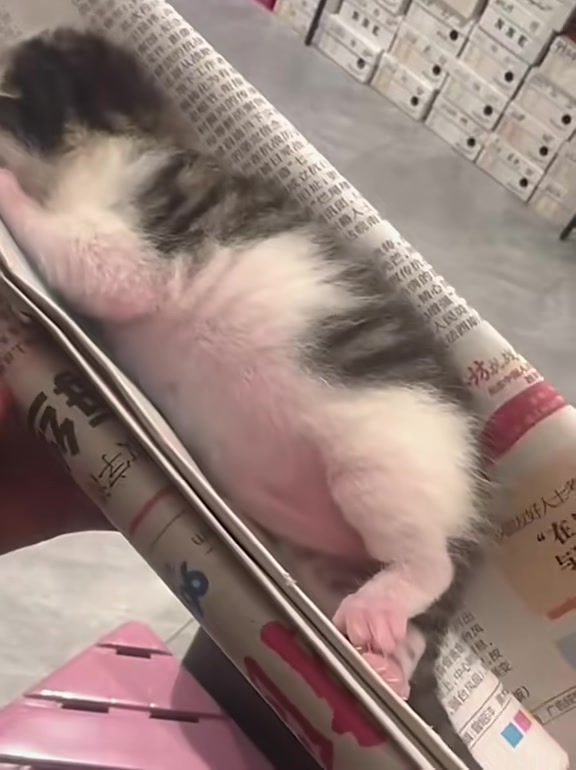 @catbosssss