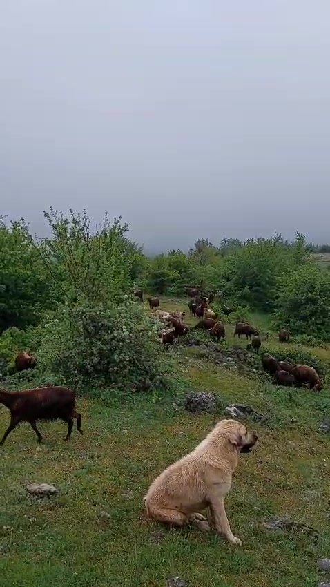 @Ferma dhive xhebexhia 🐐