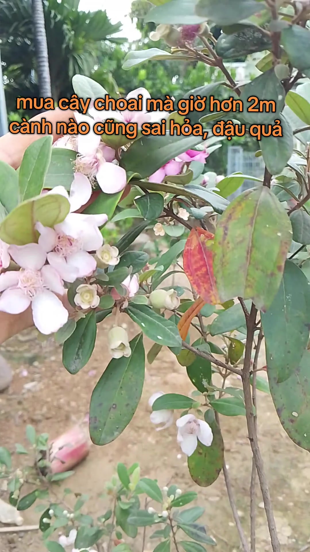 @Lúa Mì