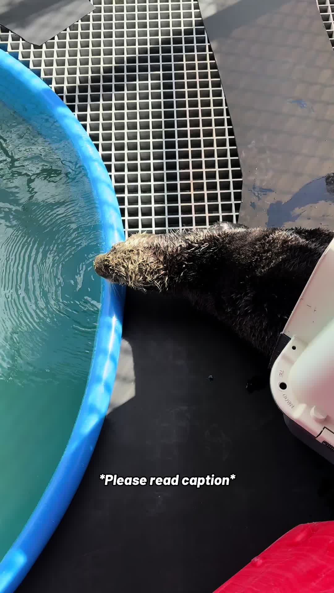 @Marine Mammal Rescue Society