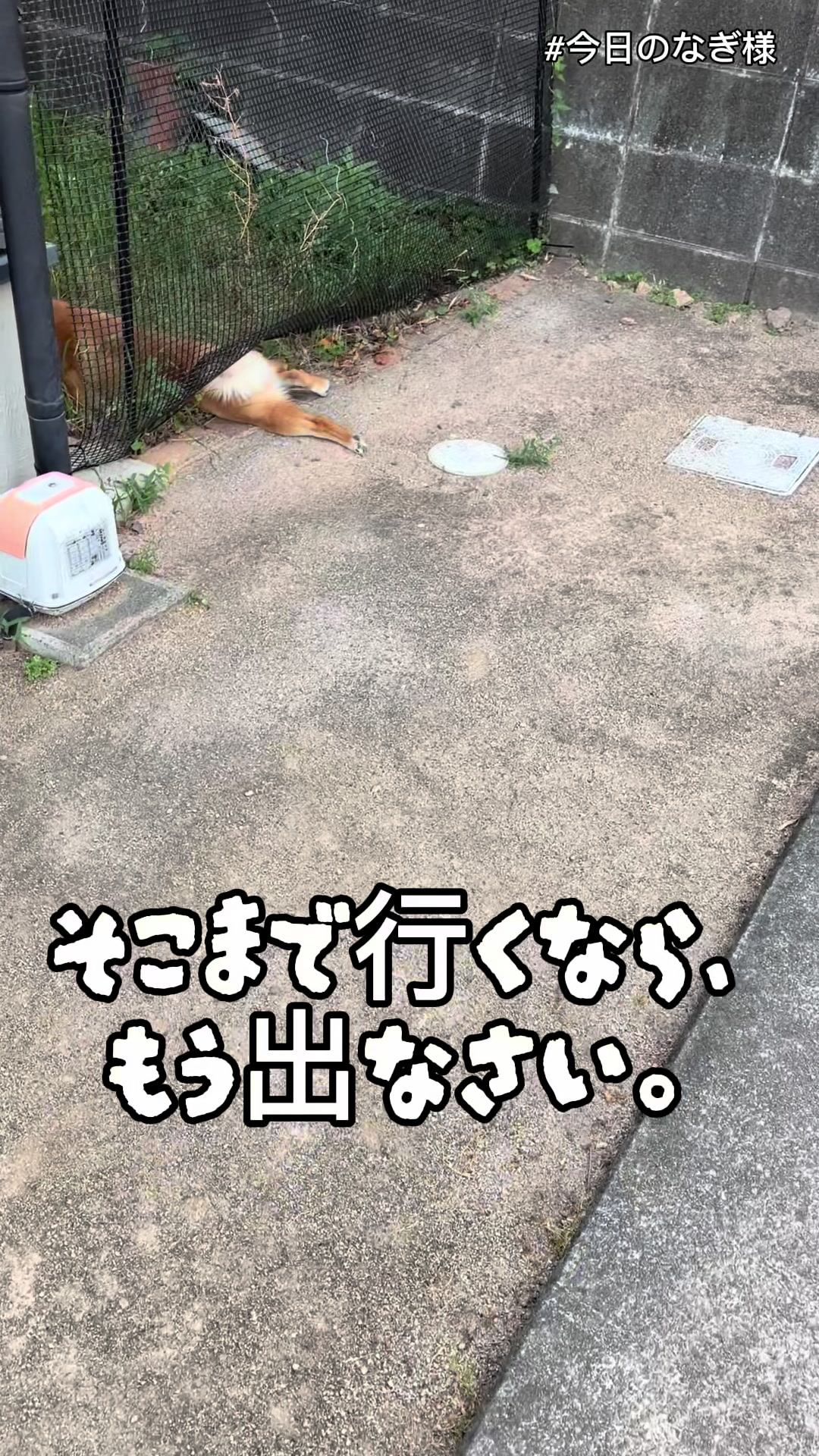 @こまめとしばーず🐾