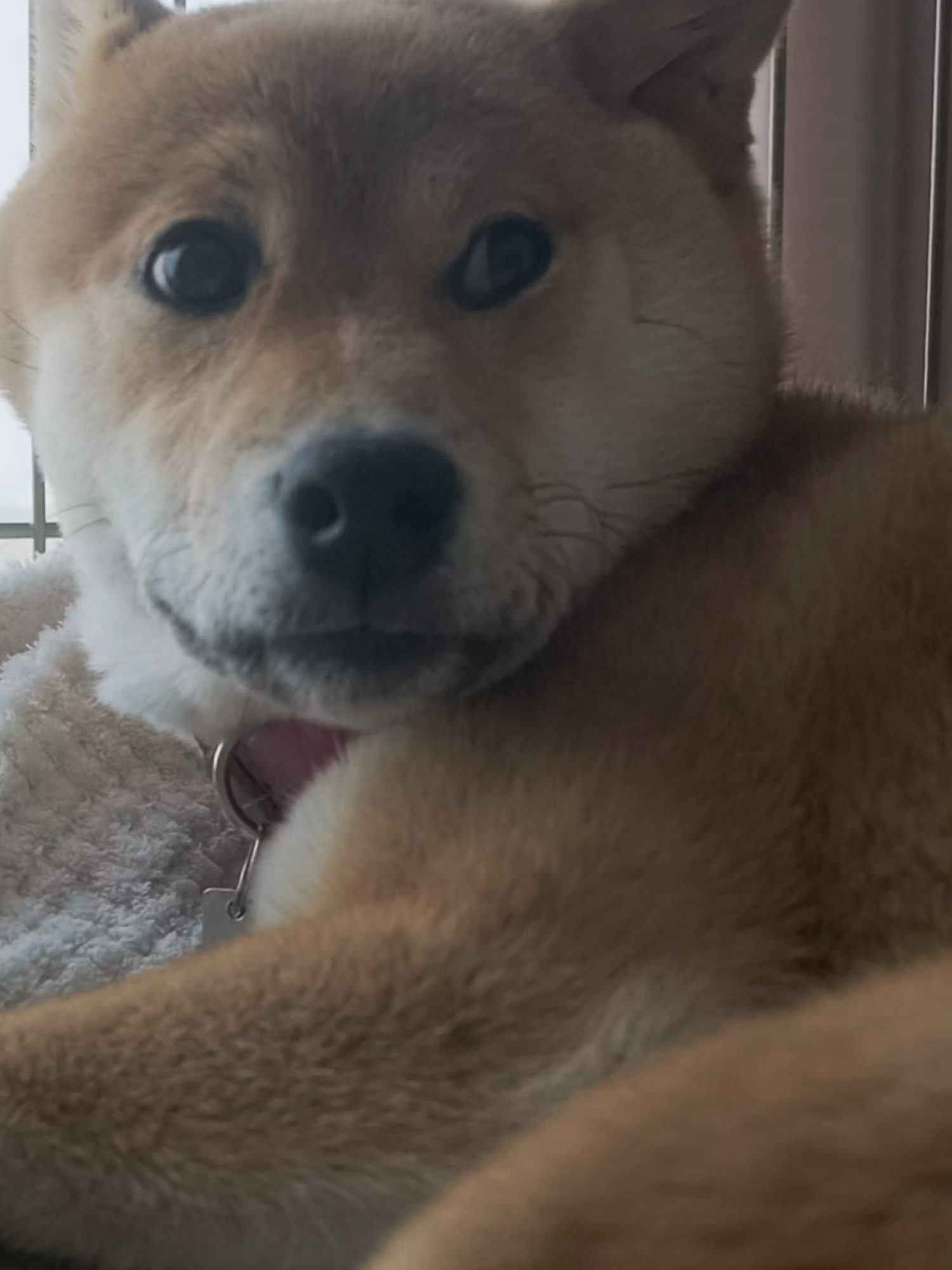 @柴犬座〜The Shiba Inu〜