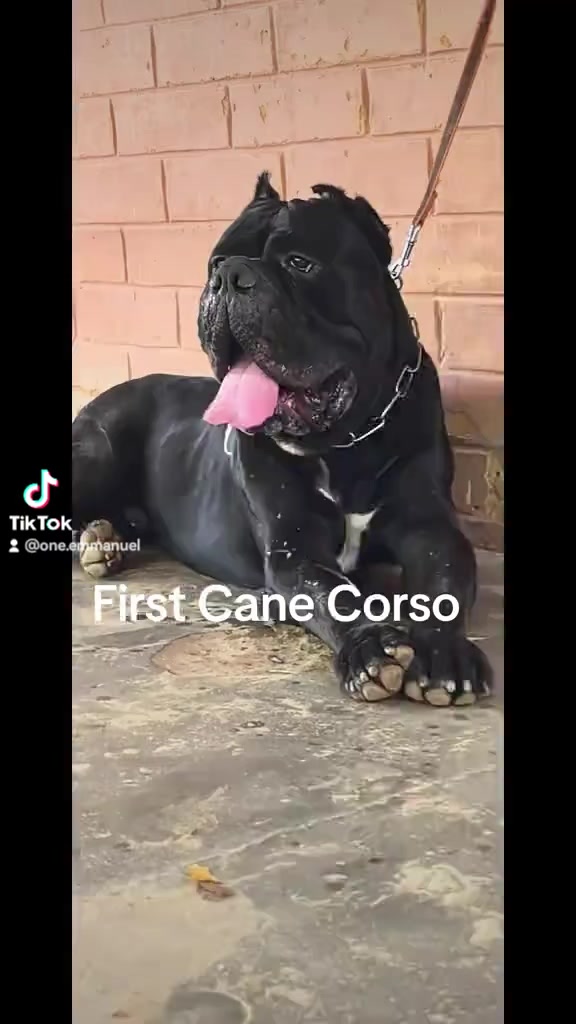 @FIRST CANE CORSO🐾🇨🇮🇨🇮🐾