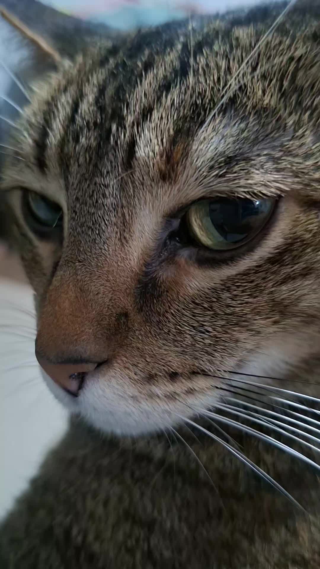 @KAI 🐈 Y LUA🐈⬛