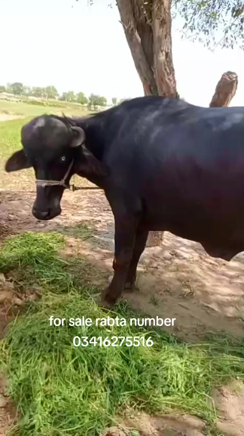 @Sardar Sudia wala