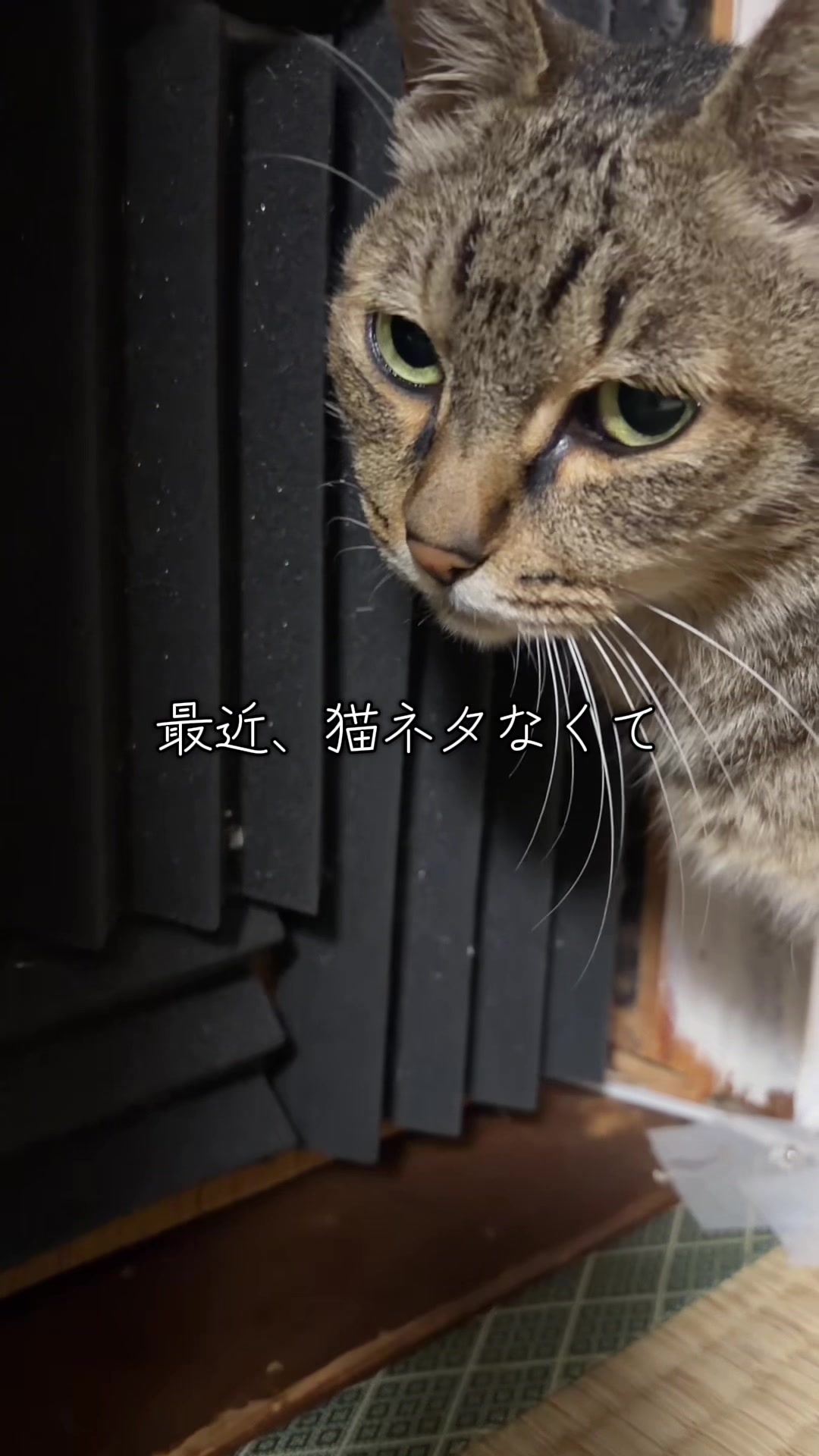 @すぎぴ