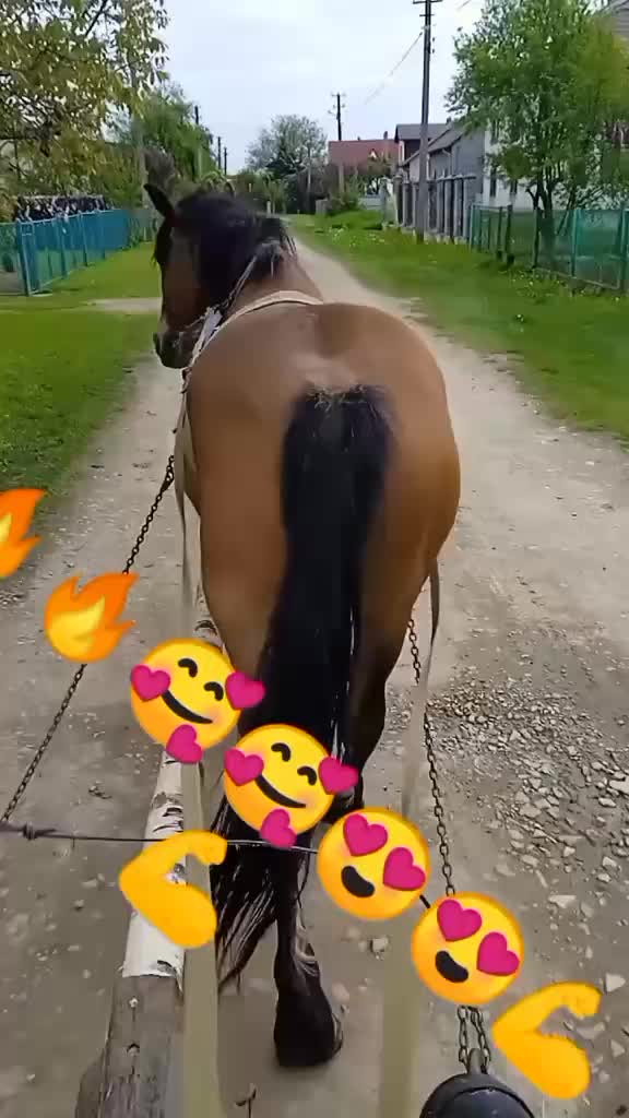 @коні в моді при любій погоді