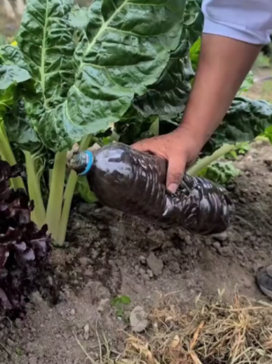 @Grow Garden | Plantas