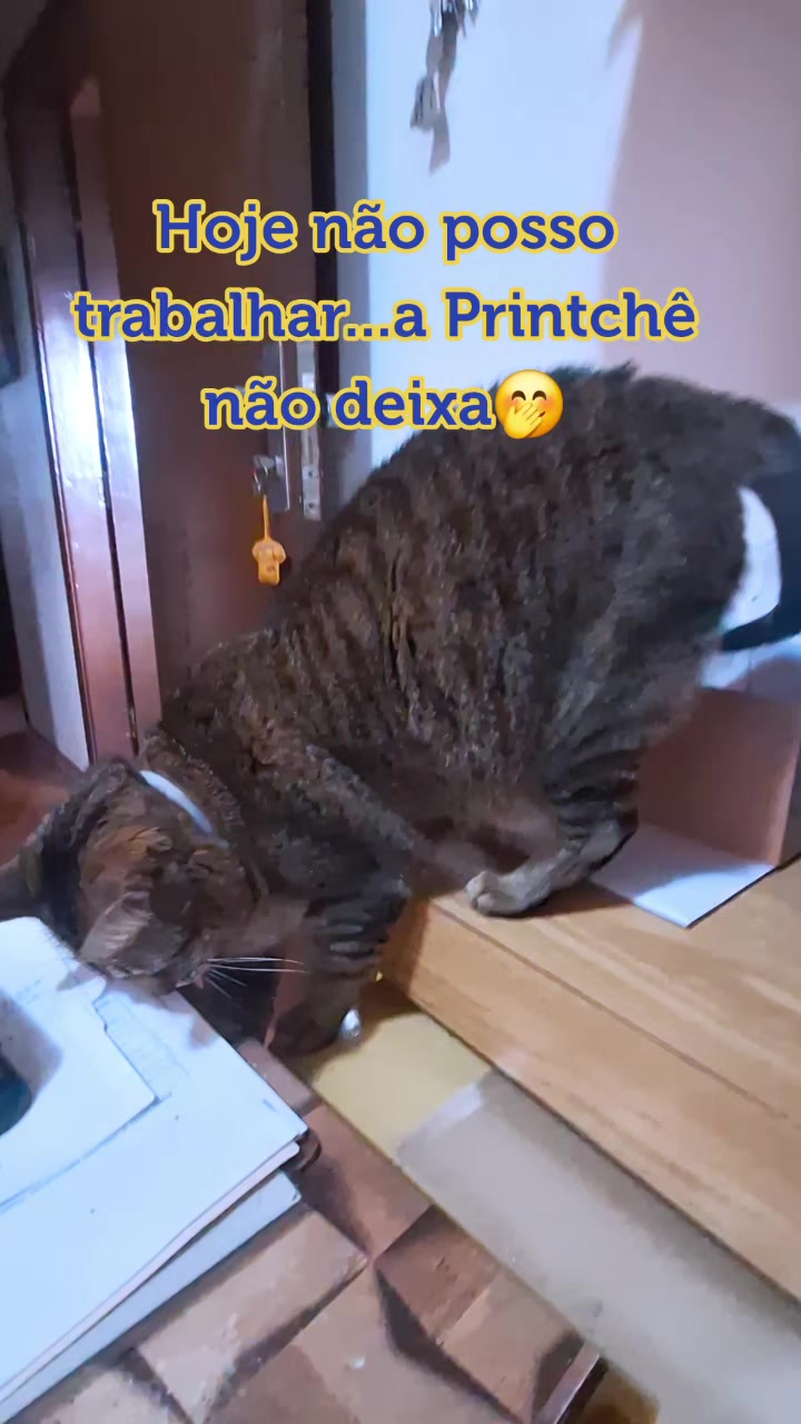 @MagdaAmoAnimais😾🐶🕊🐅🐍🐢🦜