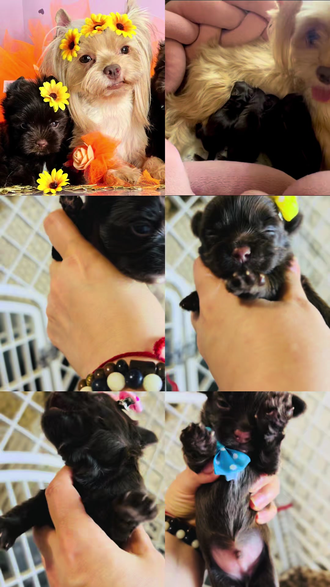 @Yorkie Maltipoo ShihTzu Teddy