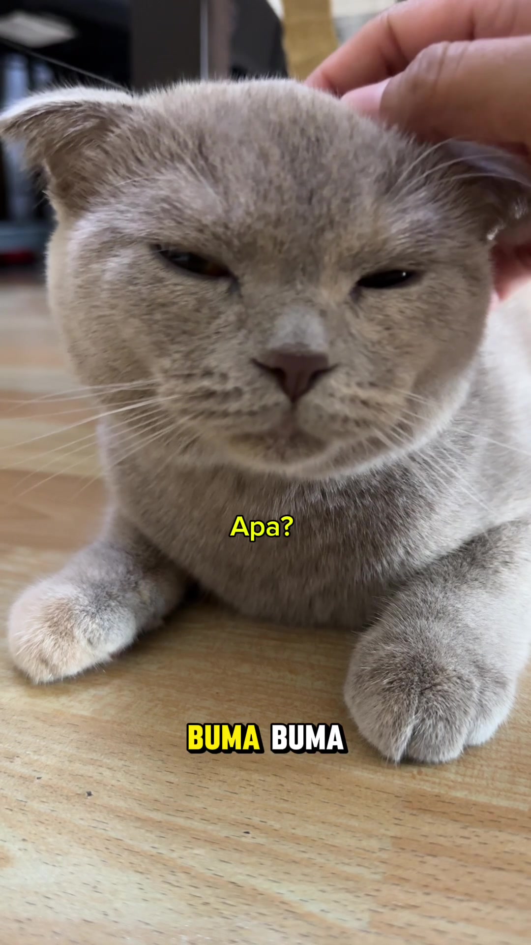 @Kenzo, MajiBuma & Cikda