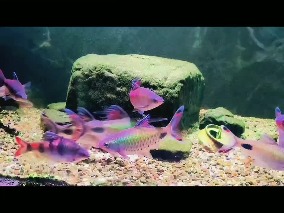 @Long chơi  hồng mi b&oacute;ng đ&ecirc;m 🦈