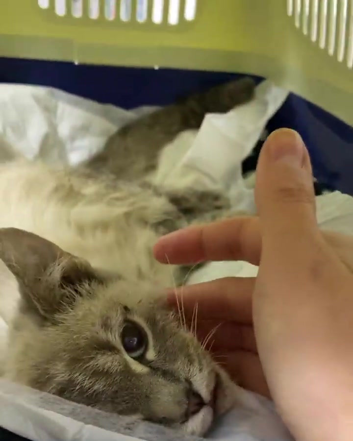@Pamela rescue cats