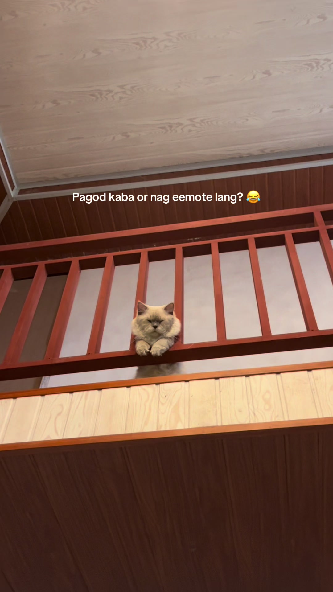 @Fufu 🩶