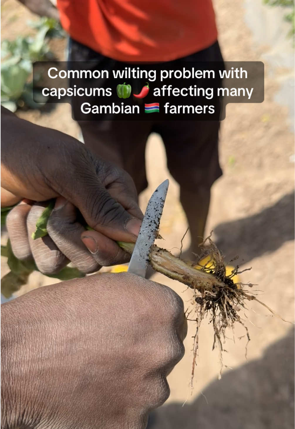 @Janda Farms 🇬🇲