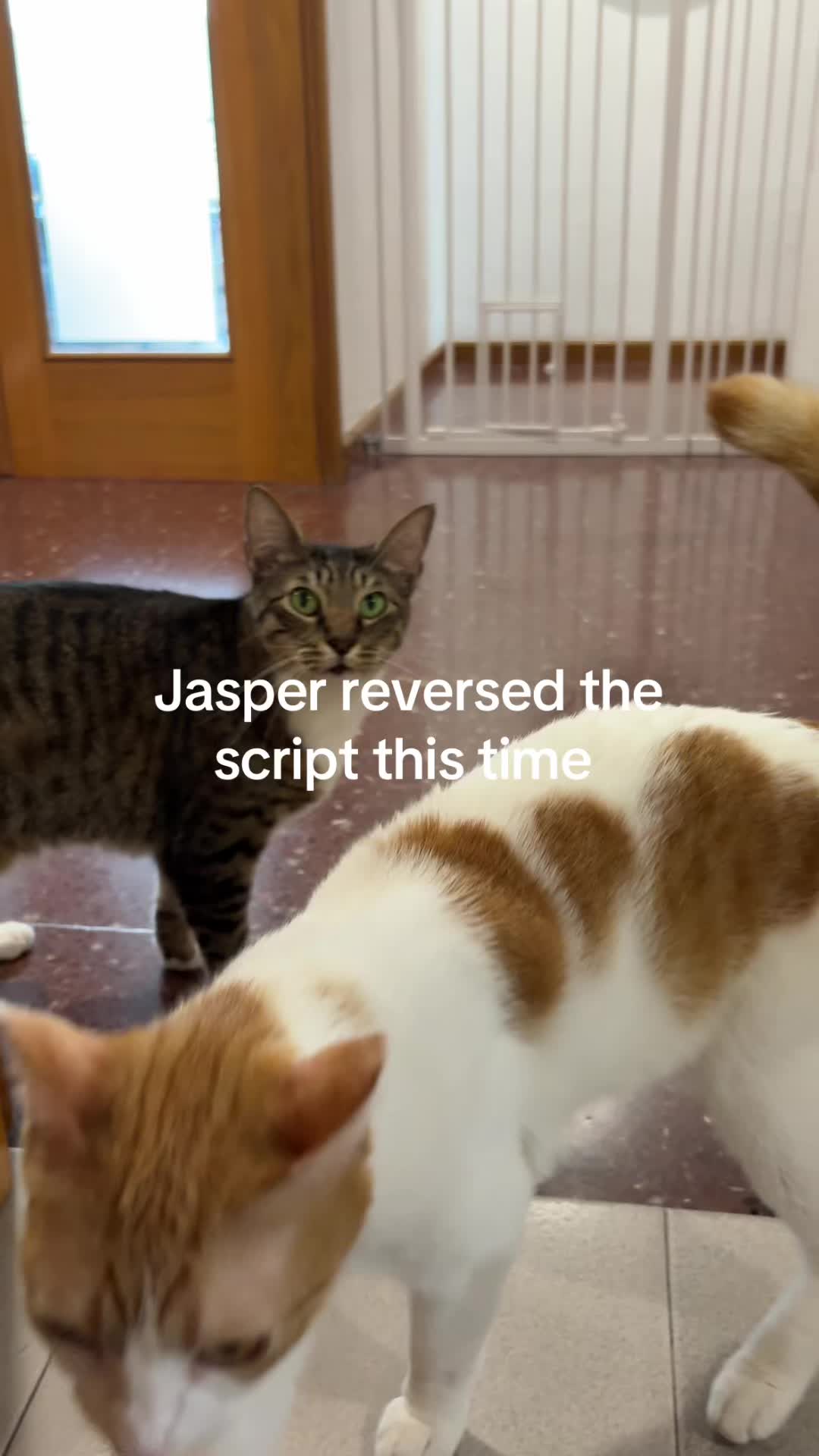 @Jasper & The Orange