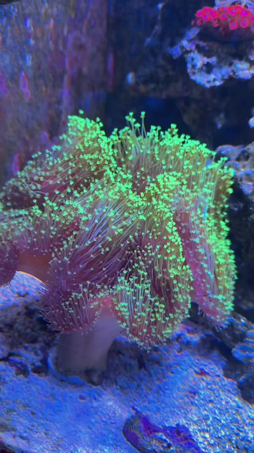 @Palmetto Reef