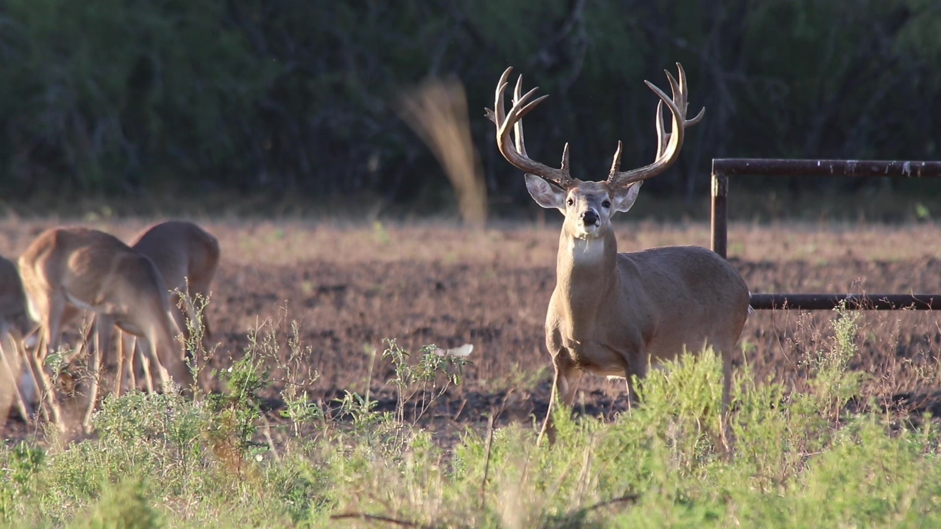 @South Texas Whitetails