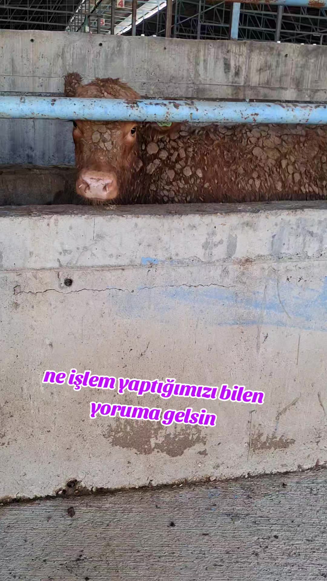 @fenomen besici