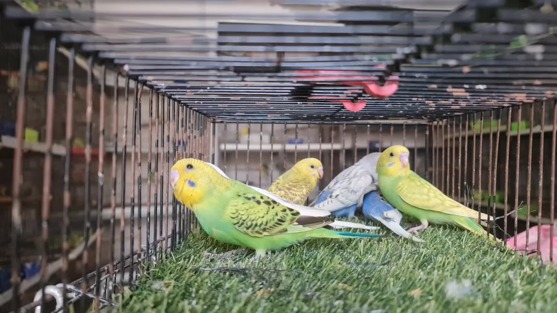 @ROYAL BIRD US