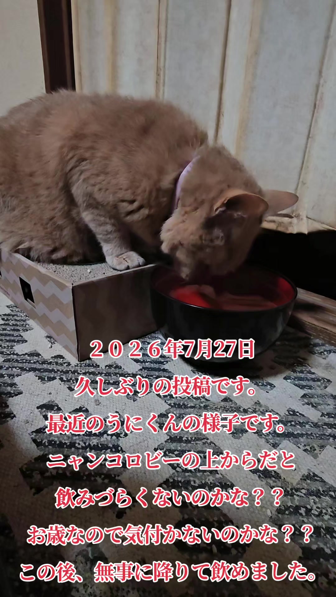 @黒猫の凱旋➿️
