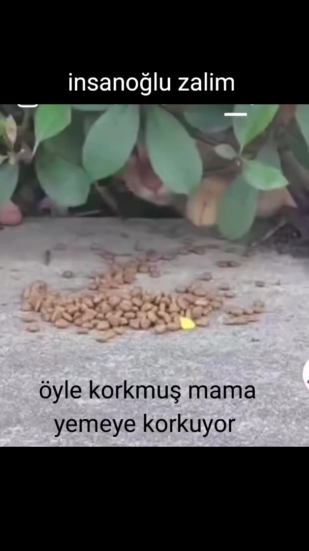 @MUSTAFA38