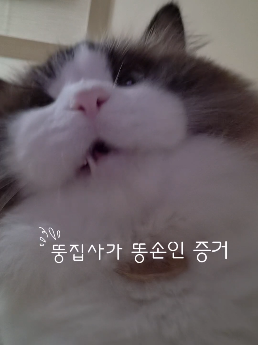 @ddoong2(๋ฑ์ด)