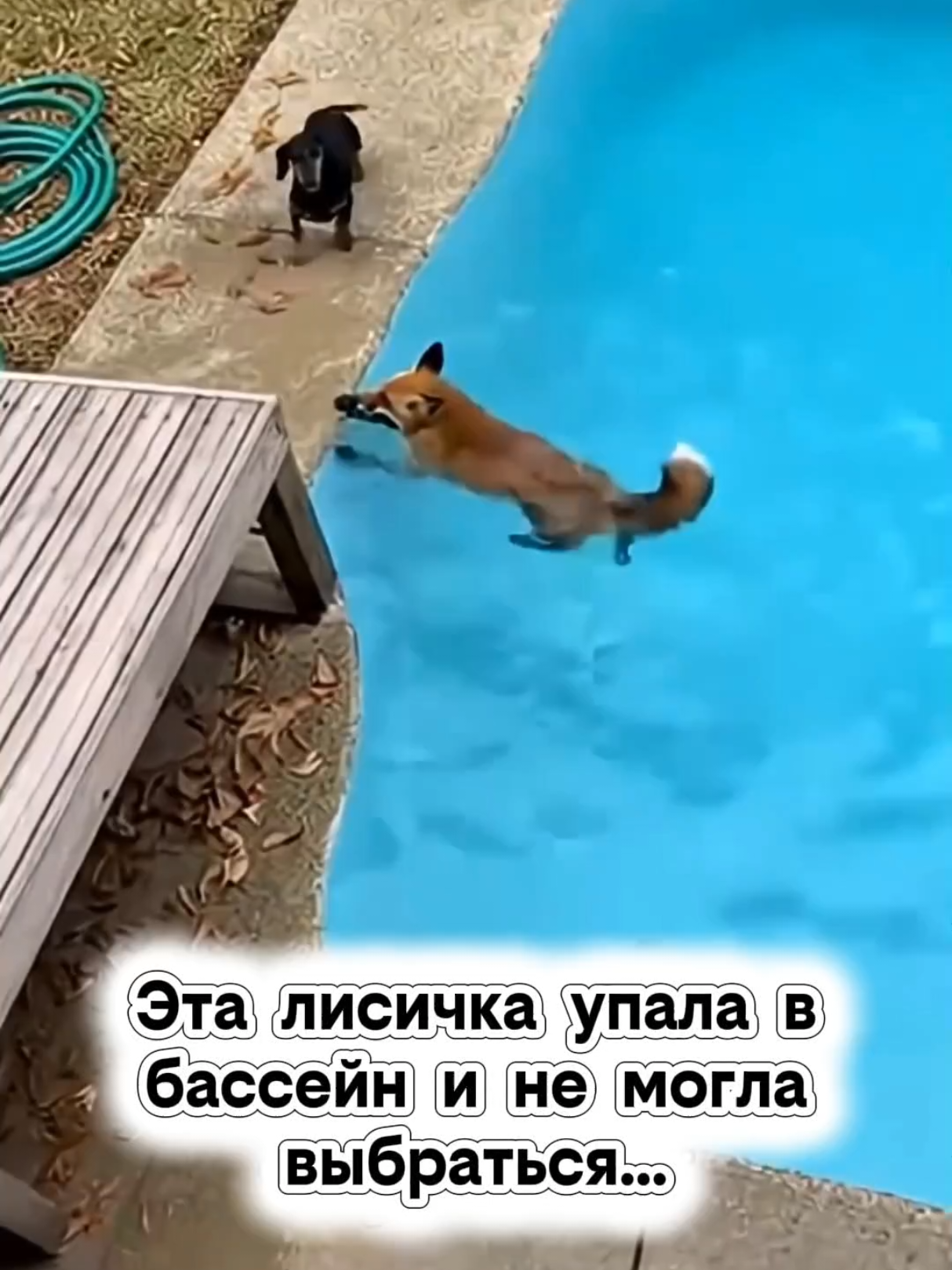 @RescueAnimals Nir