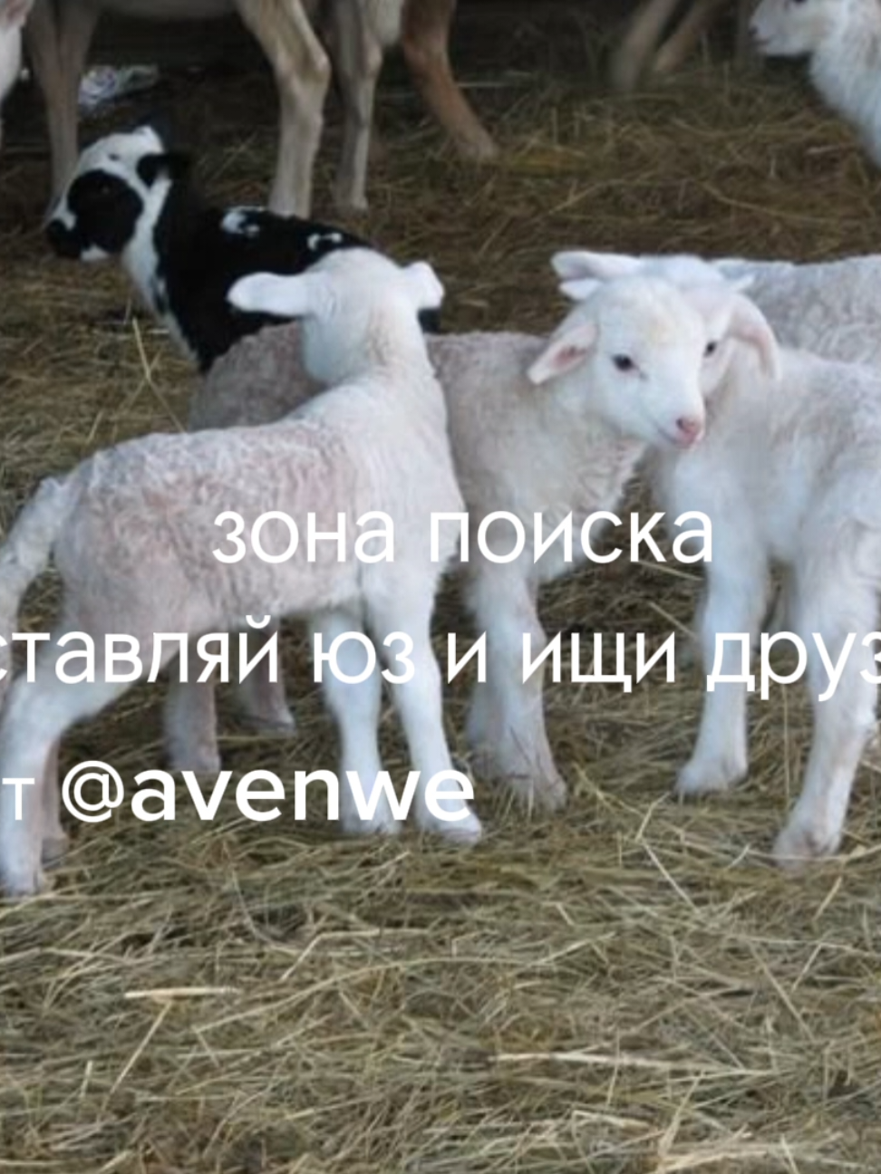 @avenew чат