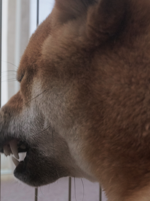 @柴犬座〜The Shiba Inu〜