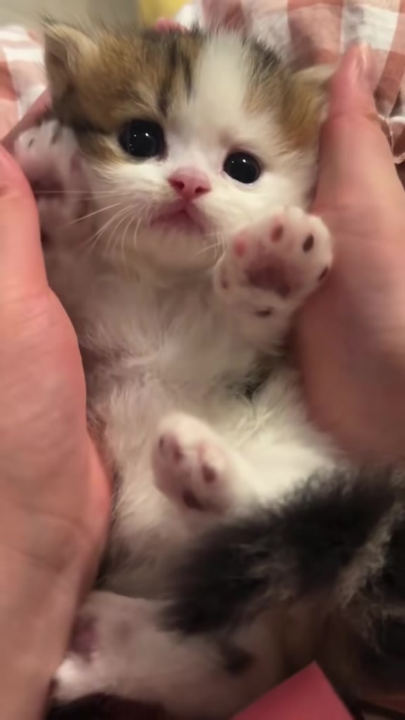 @catbosssss
