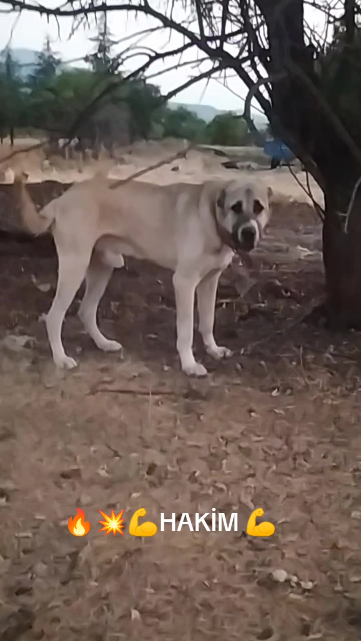 @Boz DAĞLI mmttnr Dev yarenleri