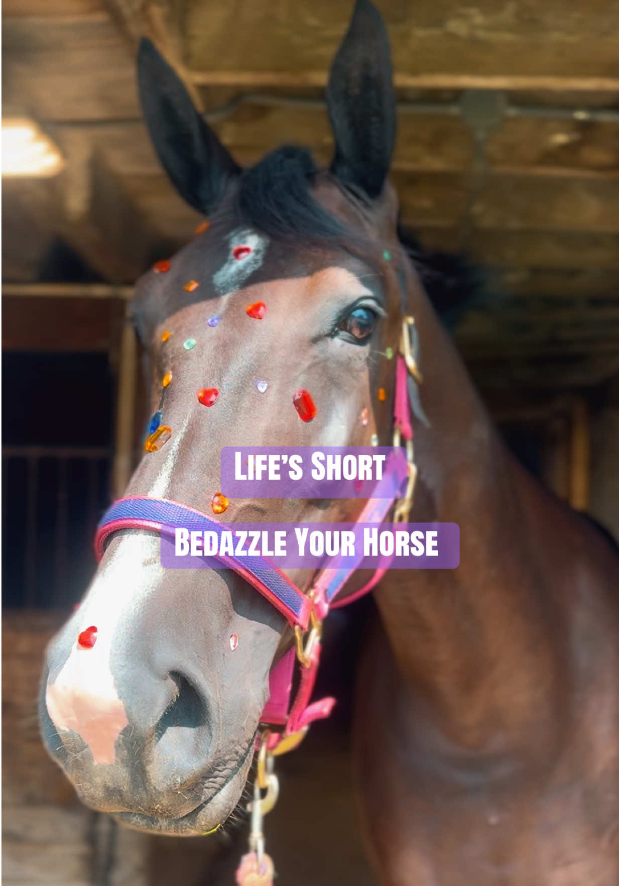 @Maria💜| Equestrian🦄| Mom💜