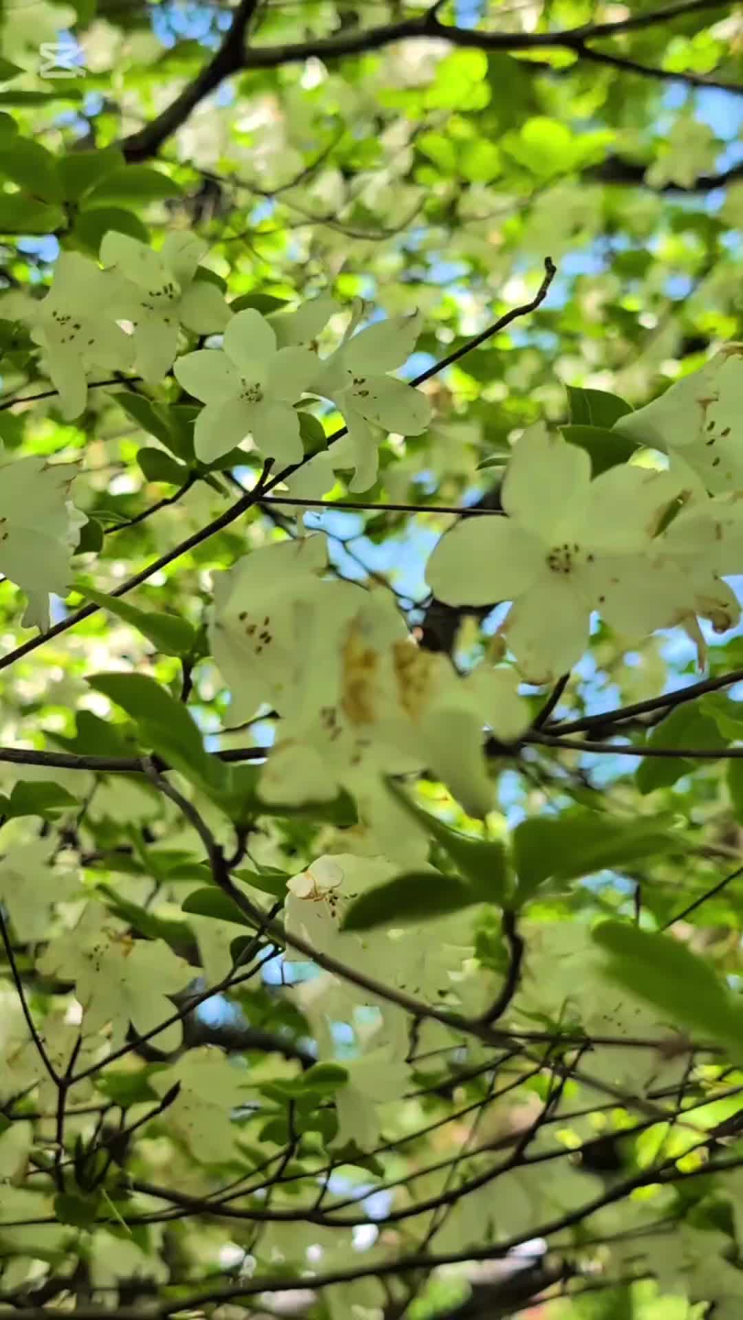 @バネ