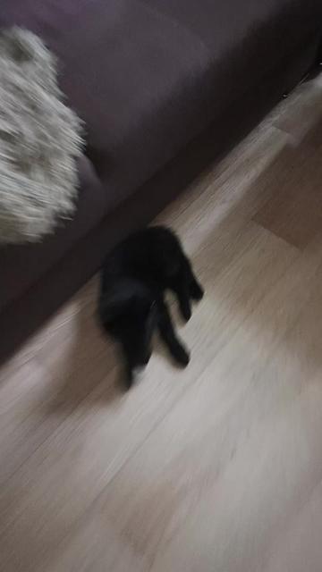 @Анет лиса🦊