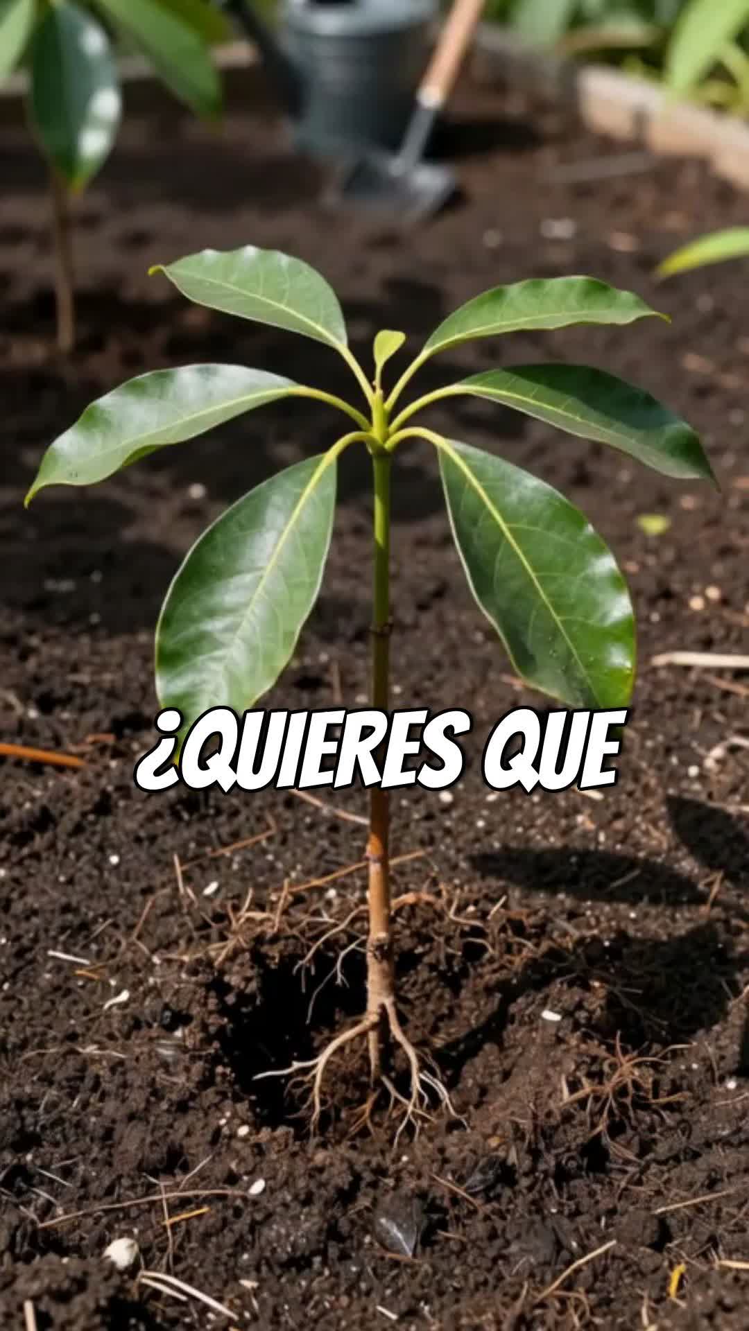 @tour del aguacate