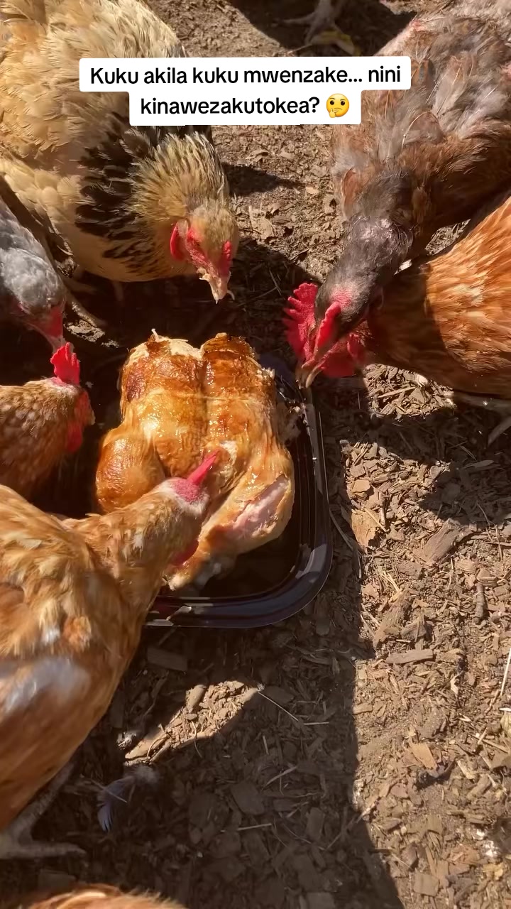 @Livestock Connect Tanzania