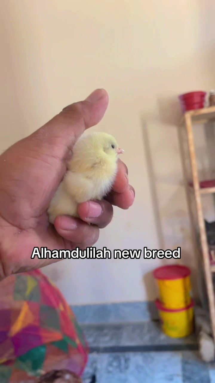 @🦅Home Bread Aseel 🦅