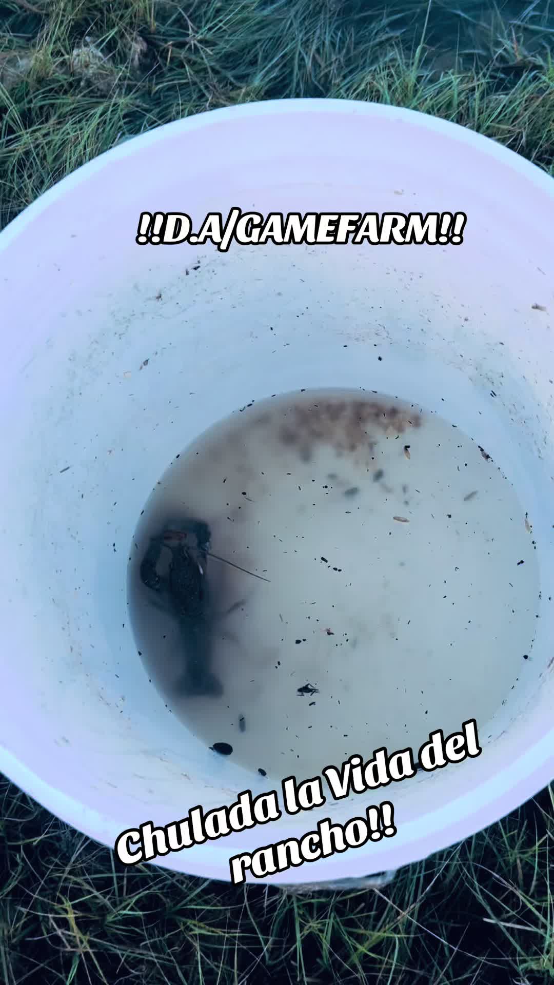 @DAgamefarm