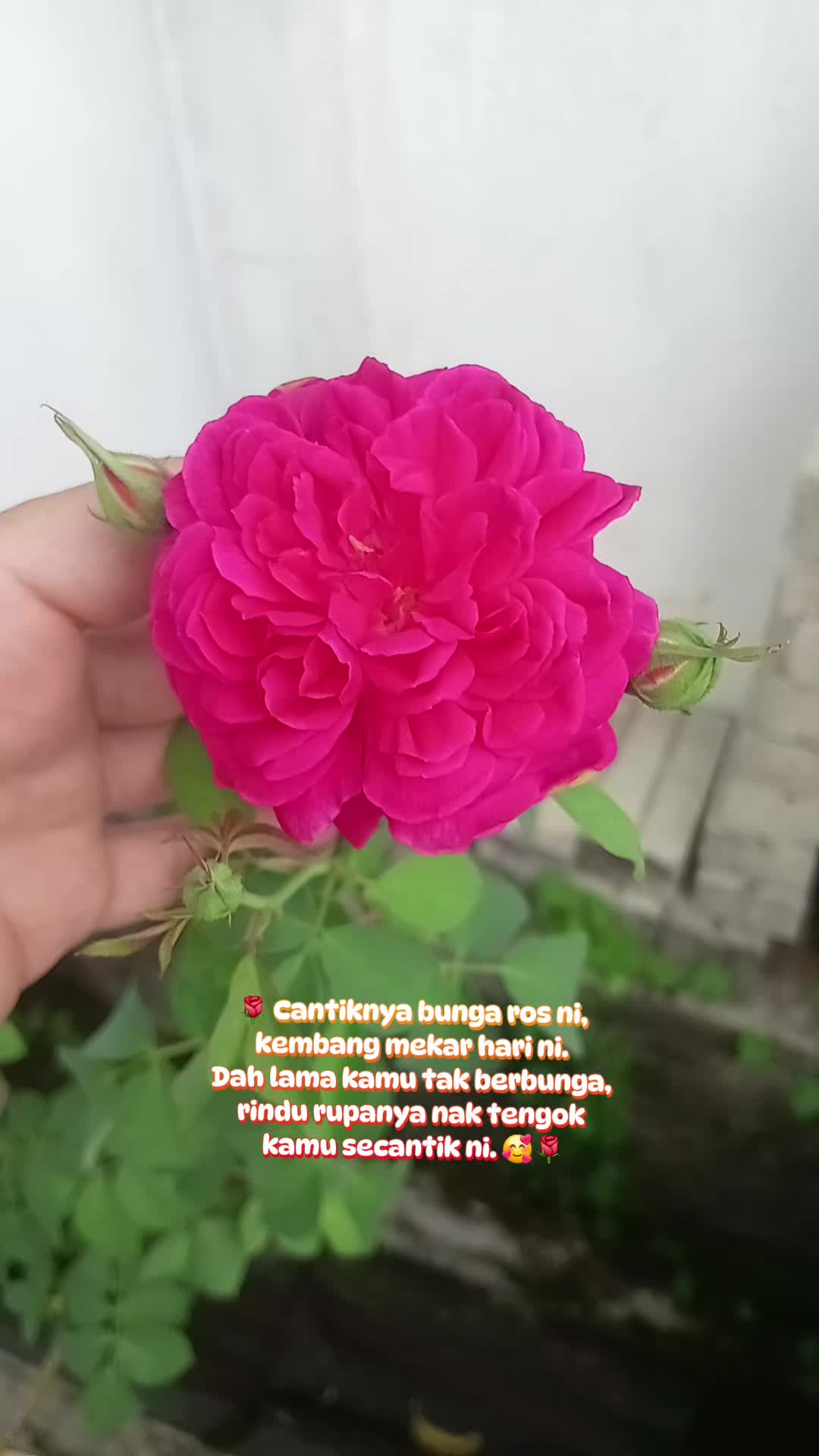 @Lin🌷