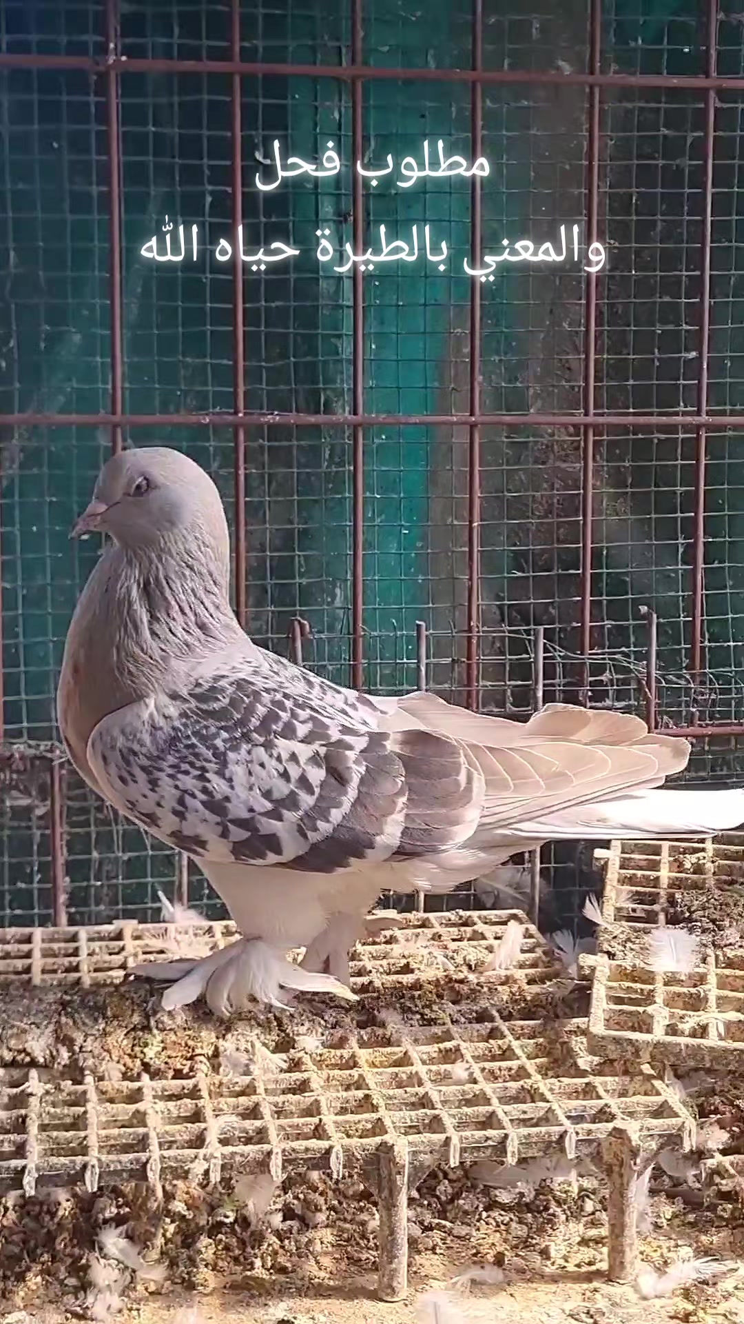 @Pigeons Tv